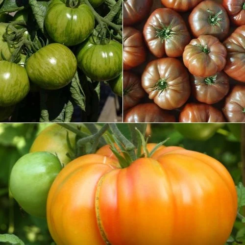 Collection de 9 Plants de tomates originales