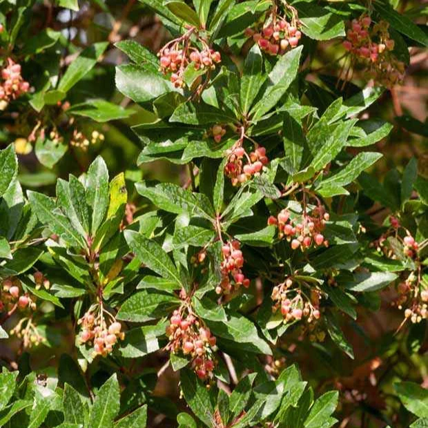 Arbousier Rubra