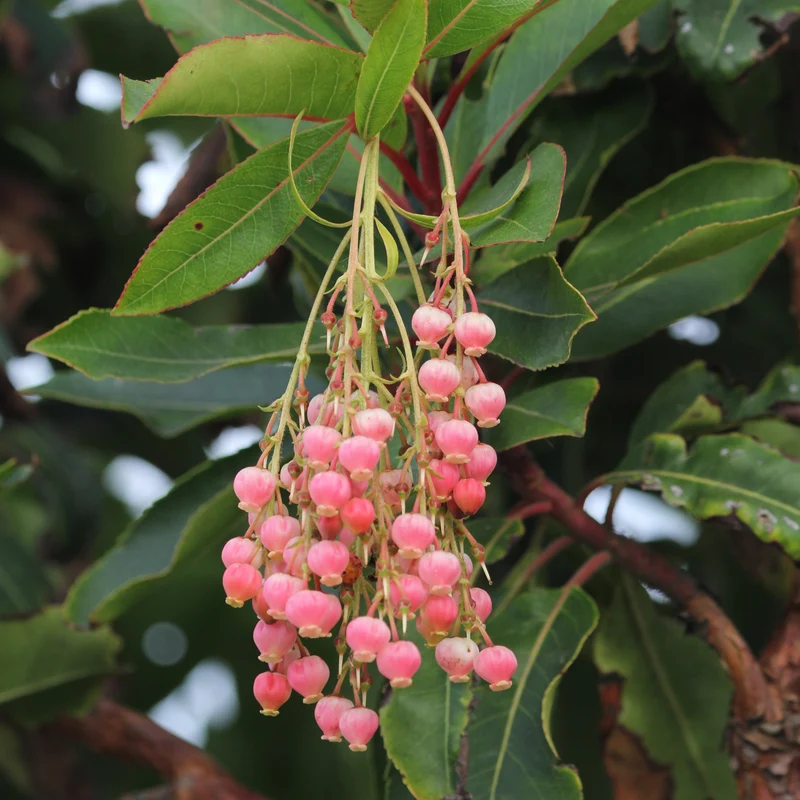 Arbousier Rubra