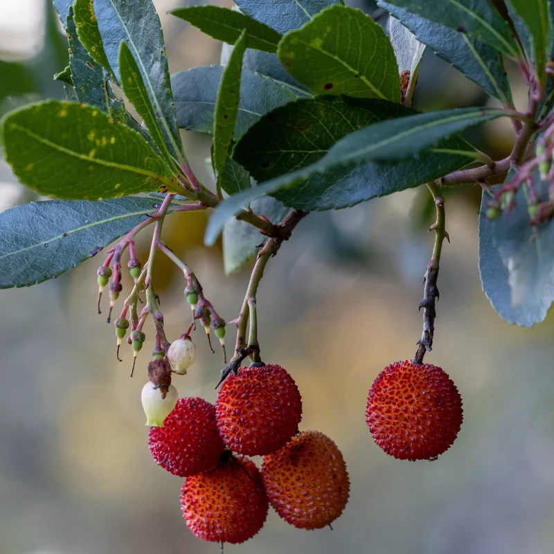 Arbousier Rubra
