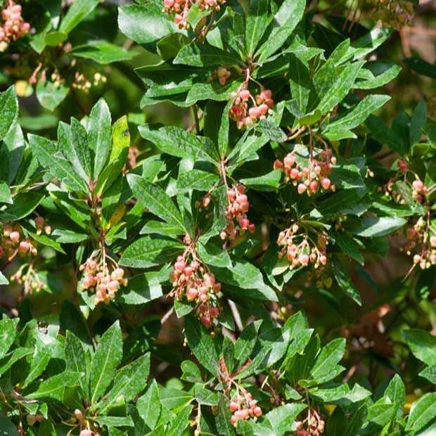 Arbousier Rubra