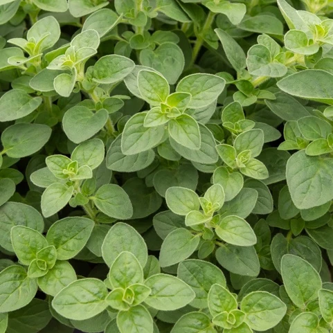 Plant d'Origan