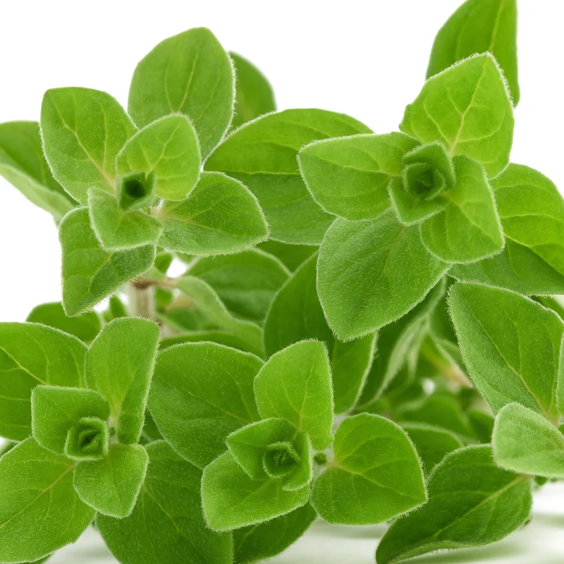 Plant d'Origan