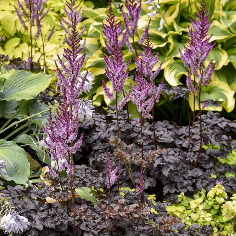 Astilbe Darkside Of The Moon®