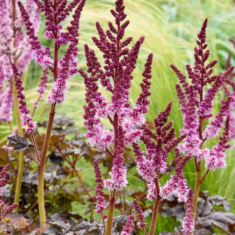 Astilbe Darkside Of The Moon®
