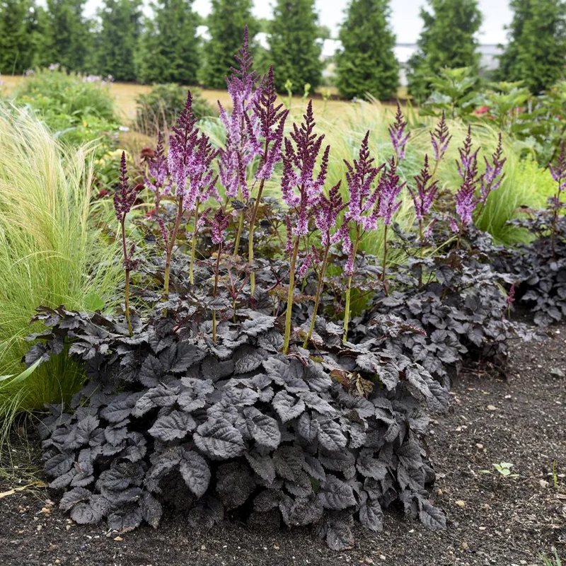 Astilbe Darkside Of The Moon®