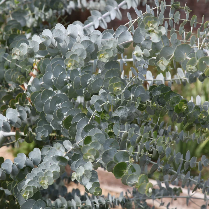 Eucalyptus Baby Blue