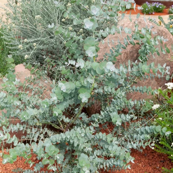 Eucalyptus Baby Blue