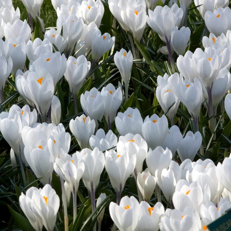 10 Crocus à grandes fleurs Jeanne d'Arc