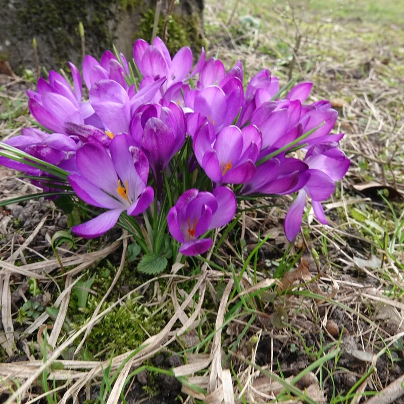 20 Crocus hybride Ruby Giant