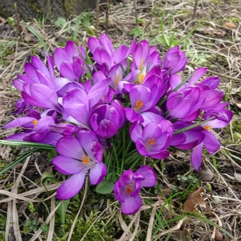 20 Crocus hybride Ruby Giant