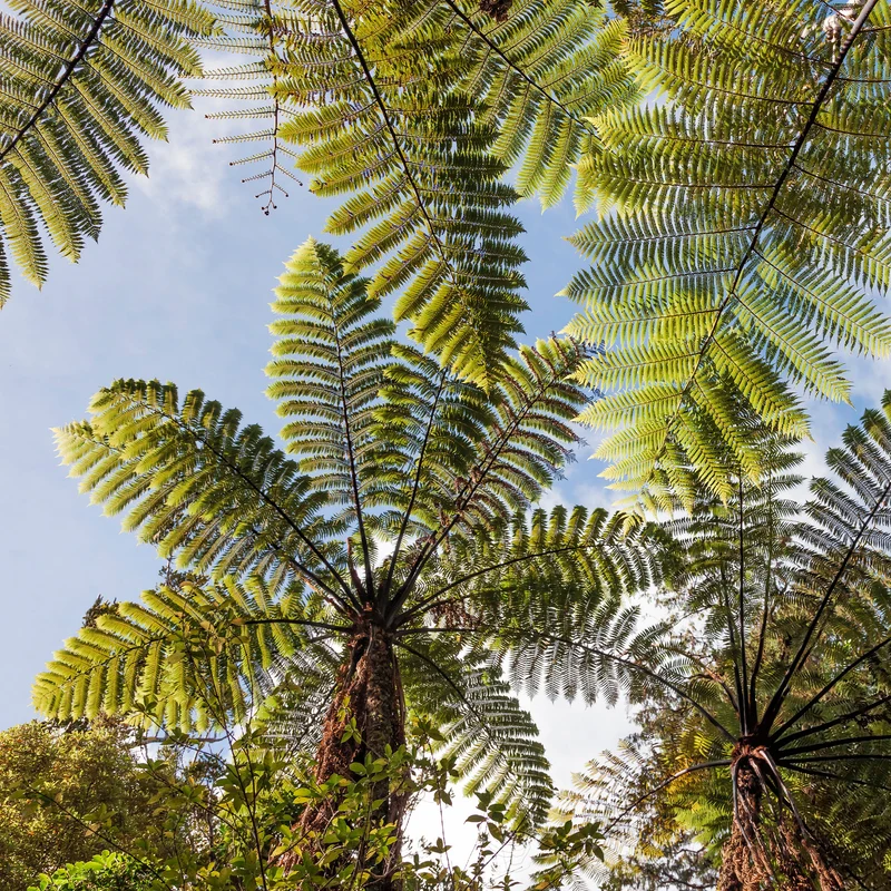 Fougère arborescente