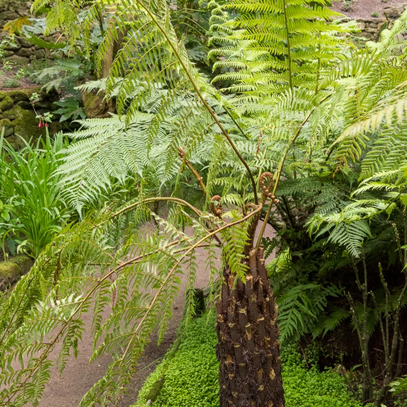 Fougère arborescente