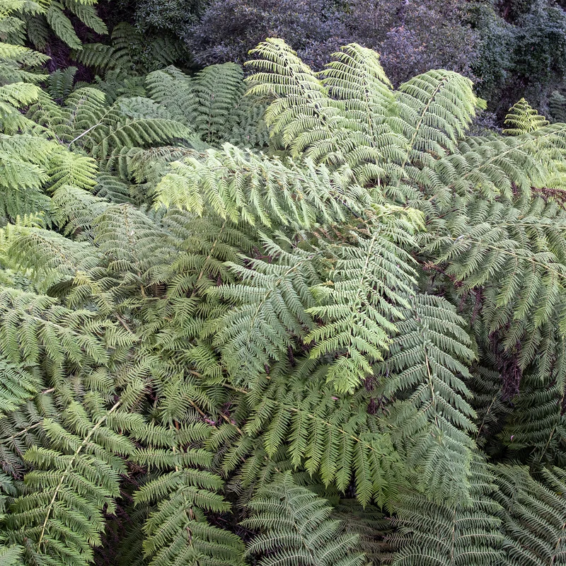 Fougère arborescente