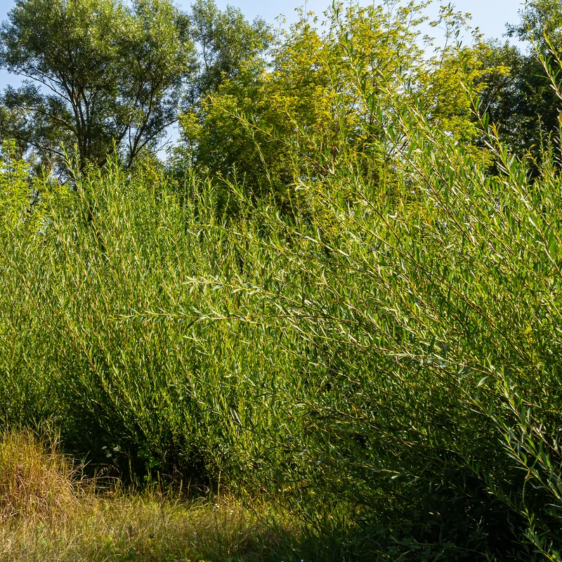 Osier pourpre