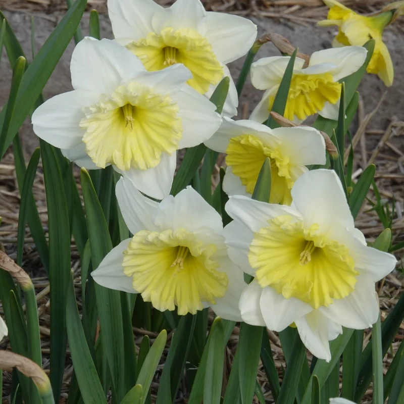 5 Narcisses à grande couronne Ice follies