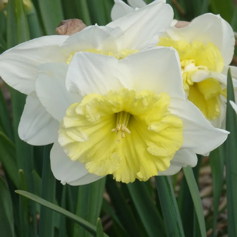 5 Narcisses à grande couronne Ice follies
