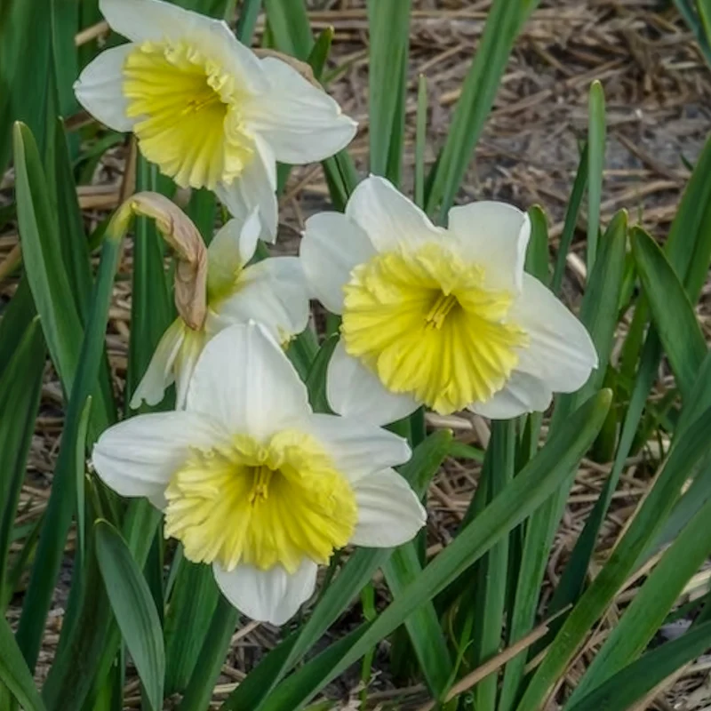 5 Narcisses à grande couronne Ice follies