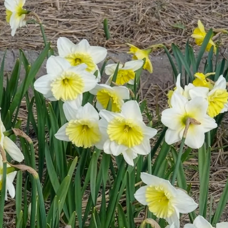 5 Narcisses à grande couronne Ice follies