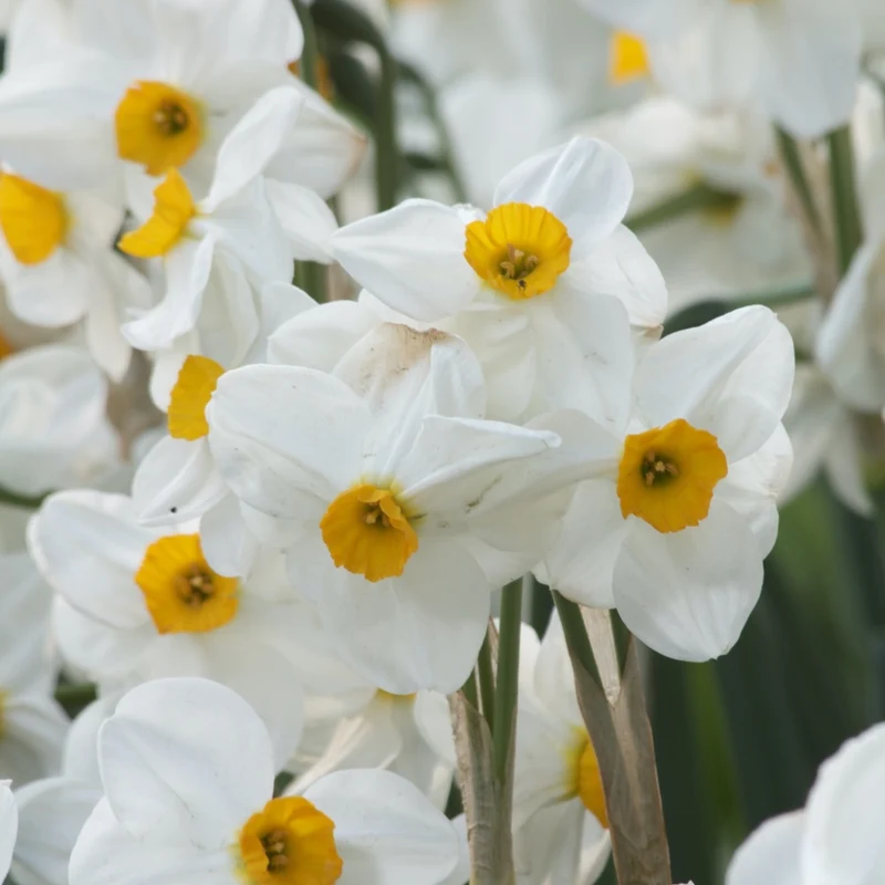 5 Narcisses Geranium