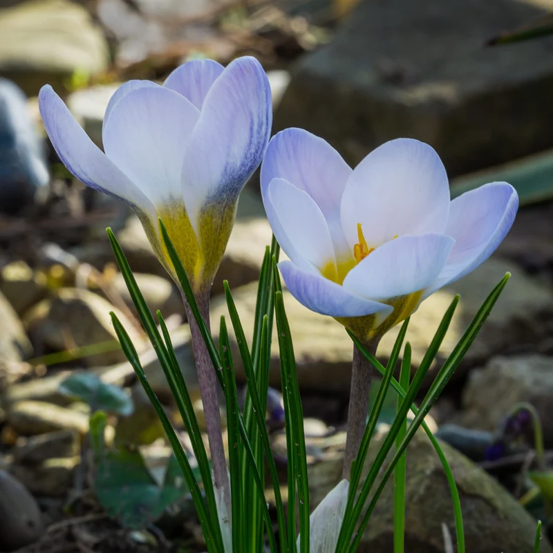 10 Crocus Blue Pearl