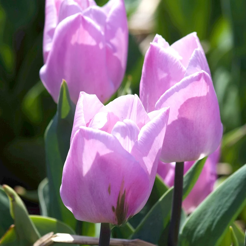 10 Tulipes Triomphe Candy Prince
