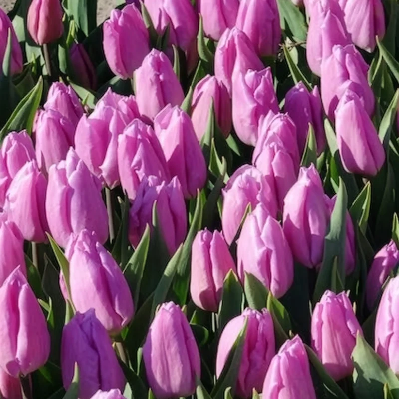 10 Tulipes Triomphe Candy Prince