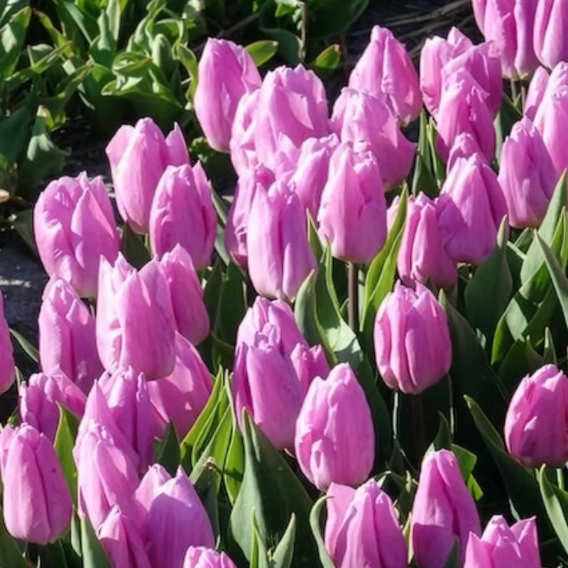 10 Tulipes Triomphe Candy Prince