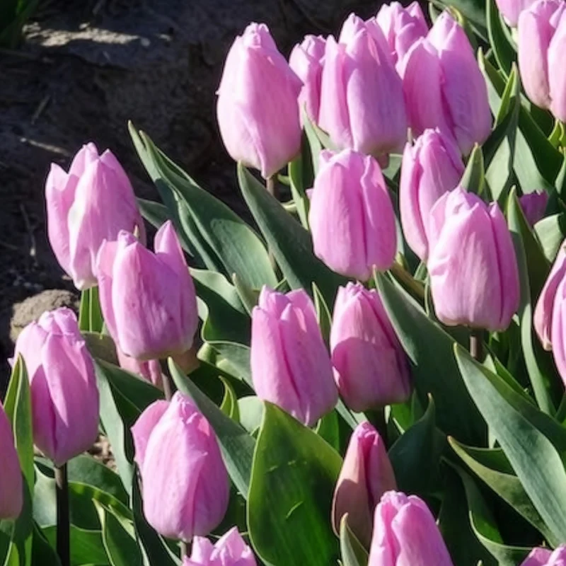10 Tulipes Triomphe Candy Prince