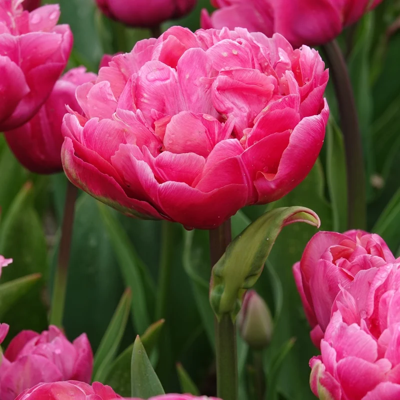 7 Tulipes doubles Amazing Grace