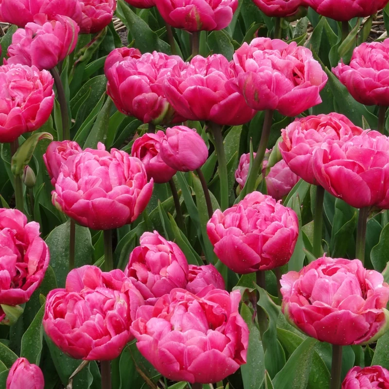 7 Tulipes doubles Amazing Grace