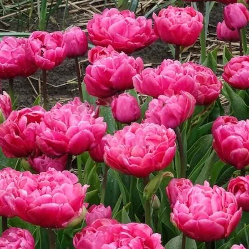 7 Tulipes doubles Amazing Grace