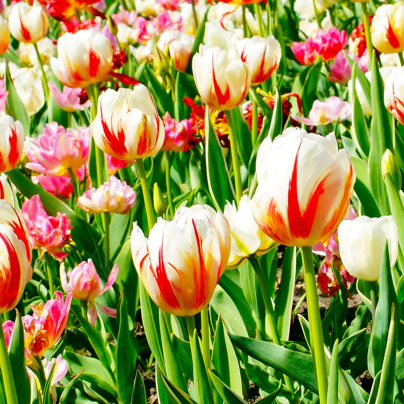 10 Tulipes Triomphe Carnaval de Rio