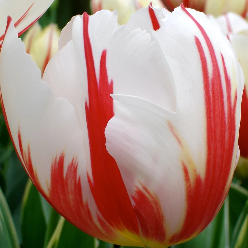 10 Tulipes Triomphe Carnaval de Rio