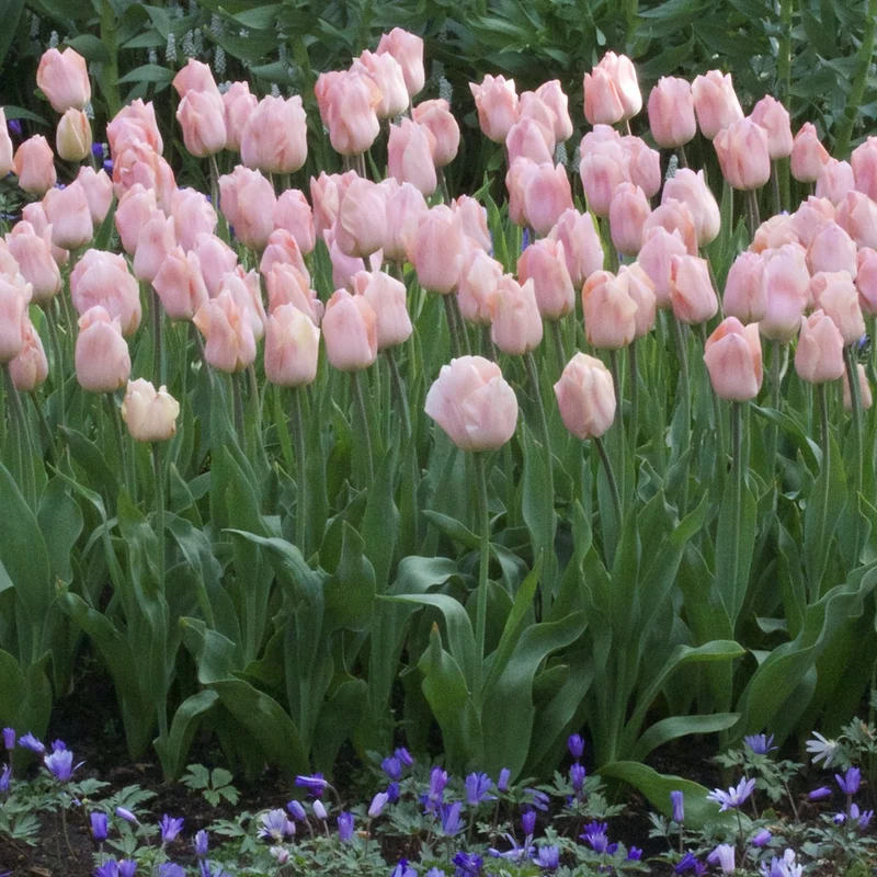 7 Tulipes Triomphe Apricot Beauty