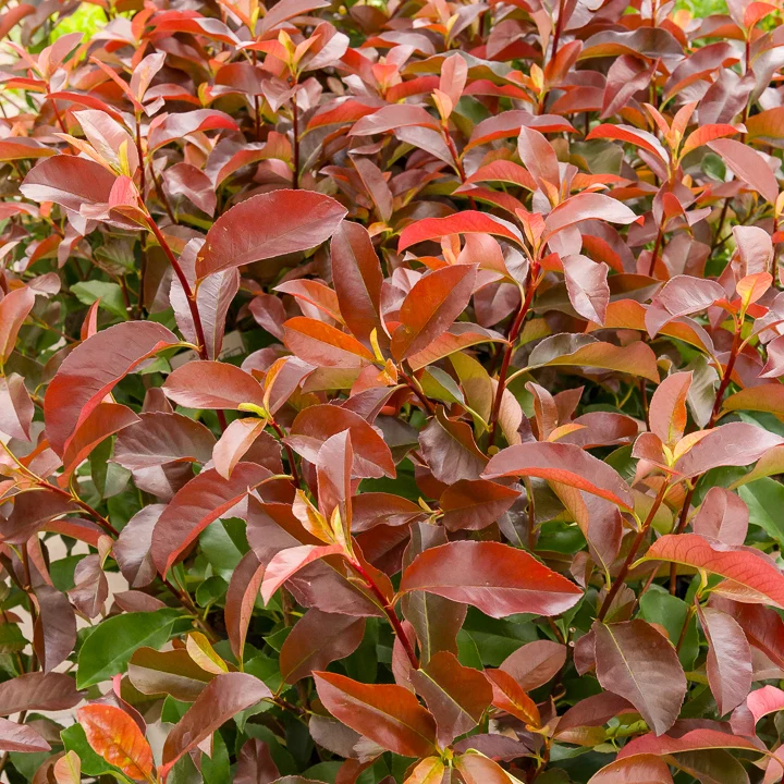 Photinia fraseri Camilvy