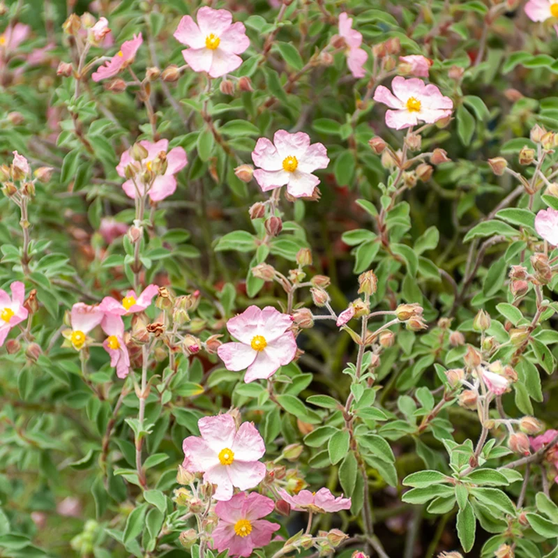 Ciste Silver Pink