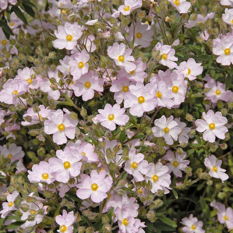 Ciste Silver Pink