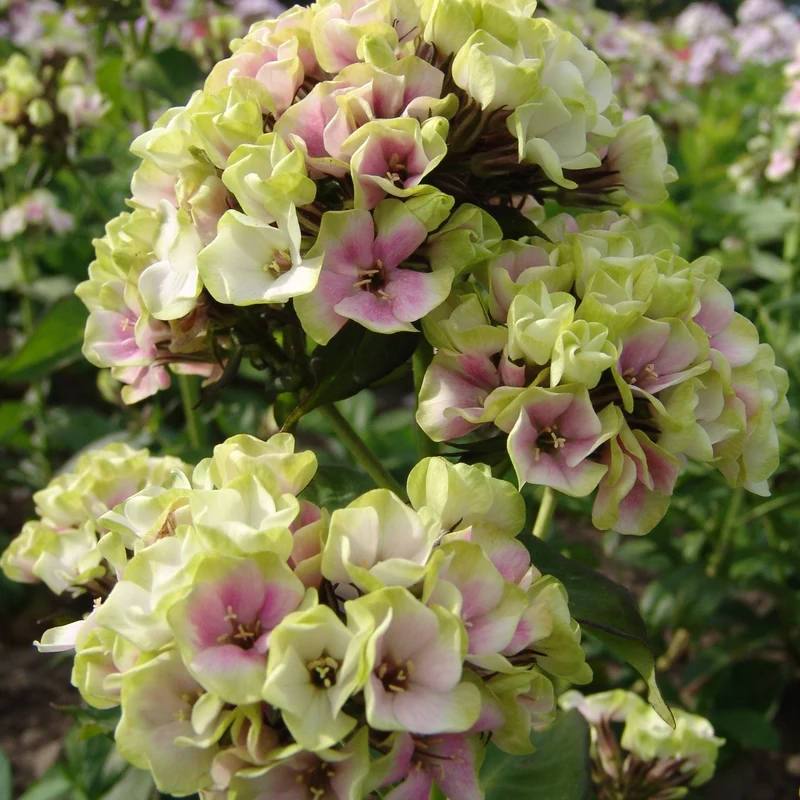 Phlox paniculé vert anis et rose violacé