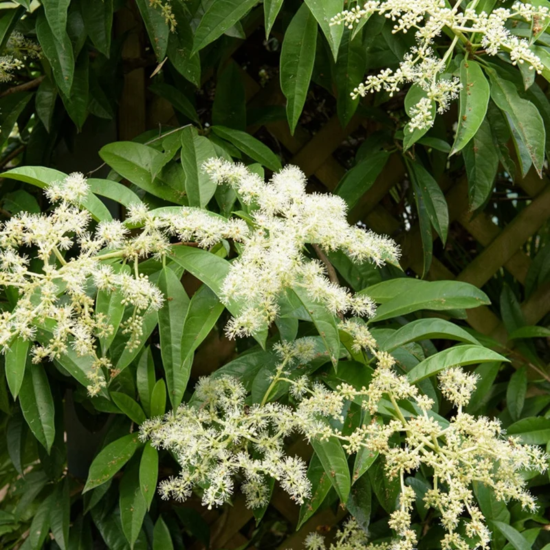 Piléostégia à feuilles de viorne