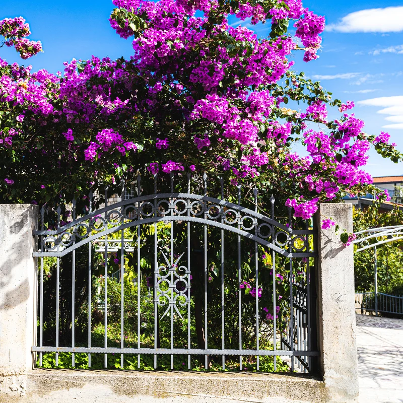 Bougainvillier rustique Violet de Mèze