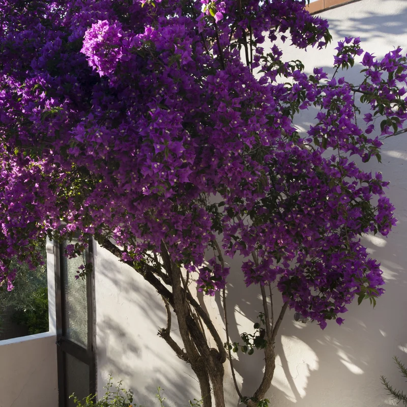 Bougainvillier rustique Violet de Mèze