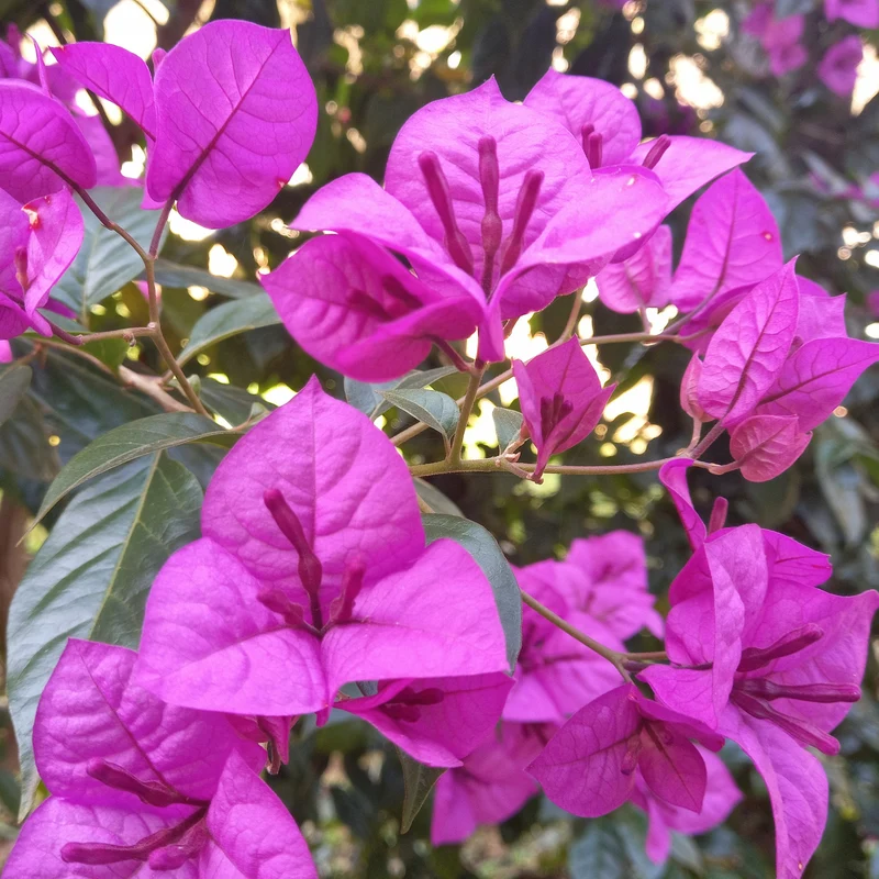 Bougainvillier rustique Violet de Mèze