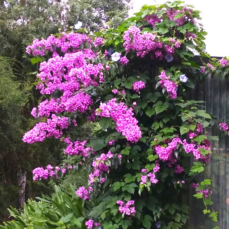 Bougainvillier rustique Violet de Mèze