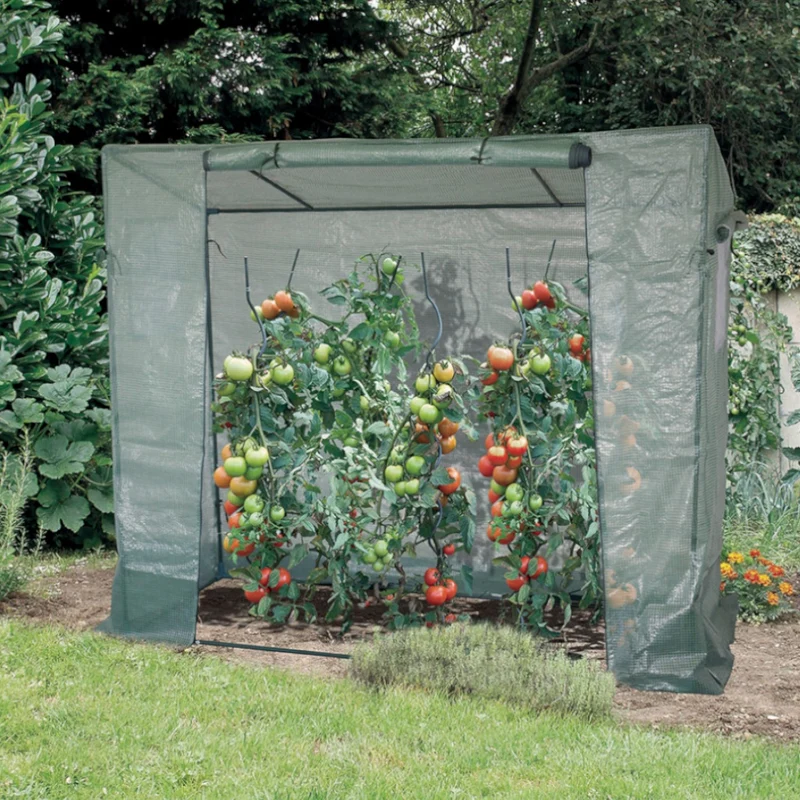Serre pour tomates