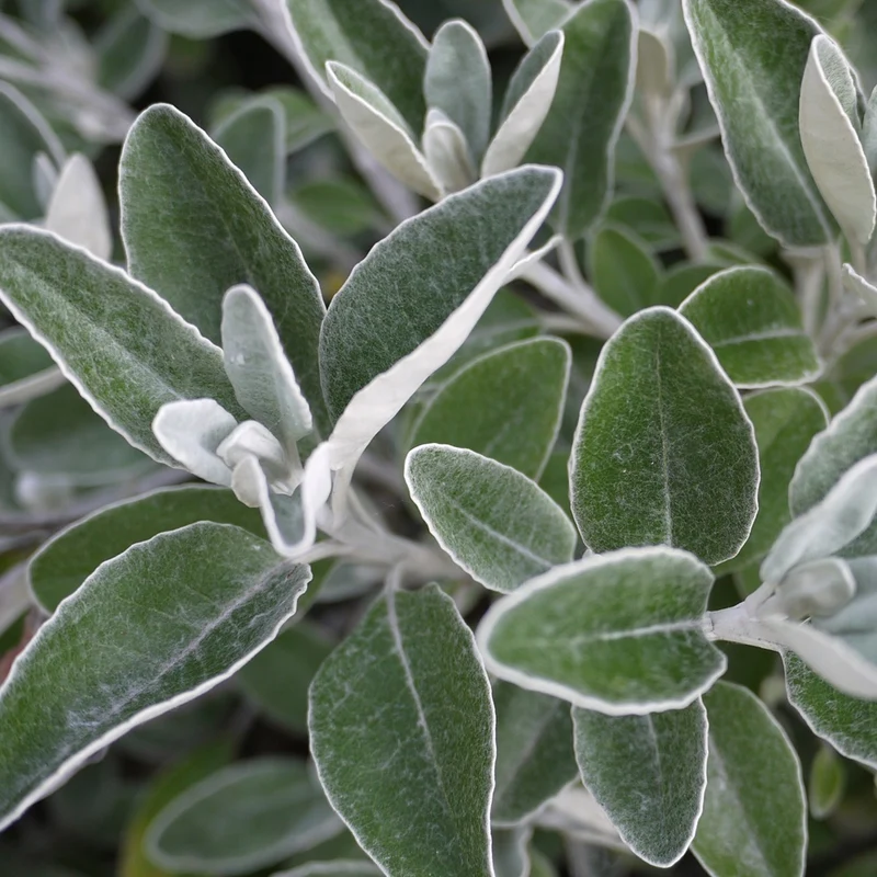 Senecio compacta Drysdale
