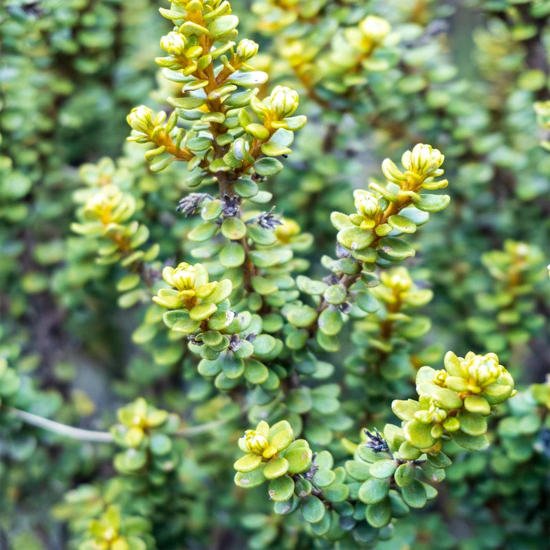 Olearia nummulariifolia
