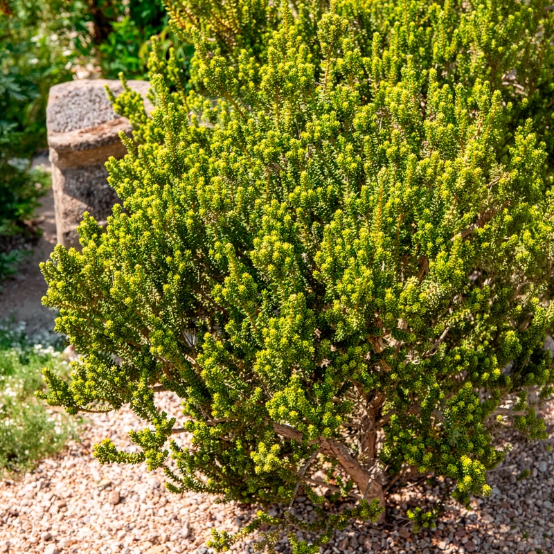 Olearia nummulariifolia