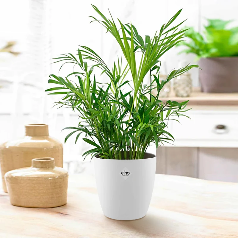 Palmier nain et son cache-pot blanc ELHO