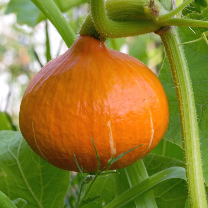 3 Plants de Potimarron